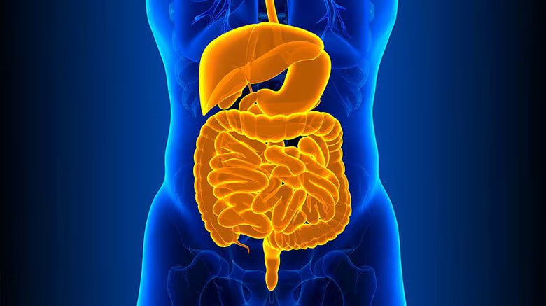 The Role Of Intestinal Permeability In Human Health