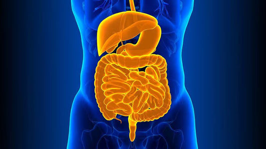 The Role Of Intestinal Permeability In Human Health