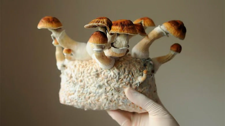 What Are The Effects Of Psilocybin Therapy For Depression?